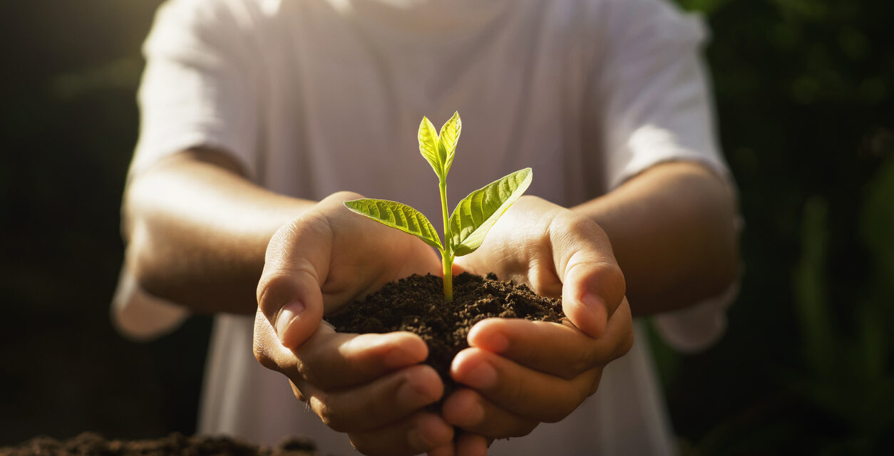 Dia da natureza: por que comemoramos a data em 4 de outubro?