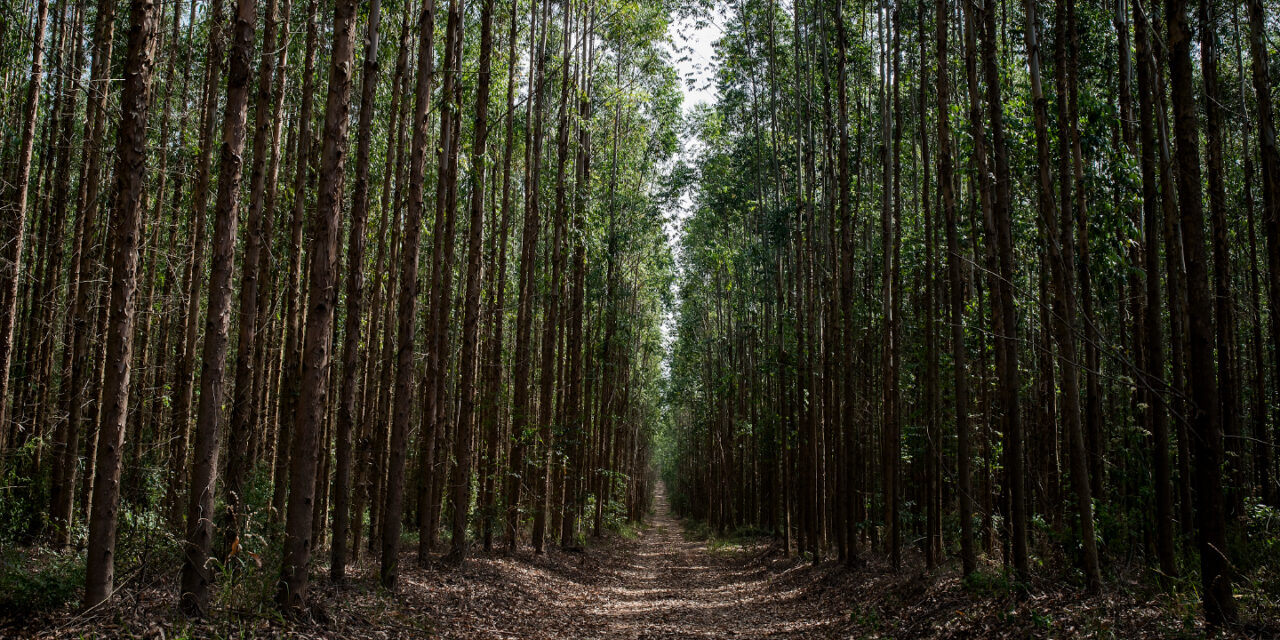 Eucatex completa 25 anos de certificação FSC® de Manejo Florestal