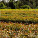 Sustentabilidade: ações do Grupo Eucatex em 2025